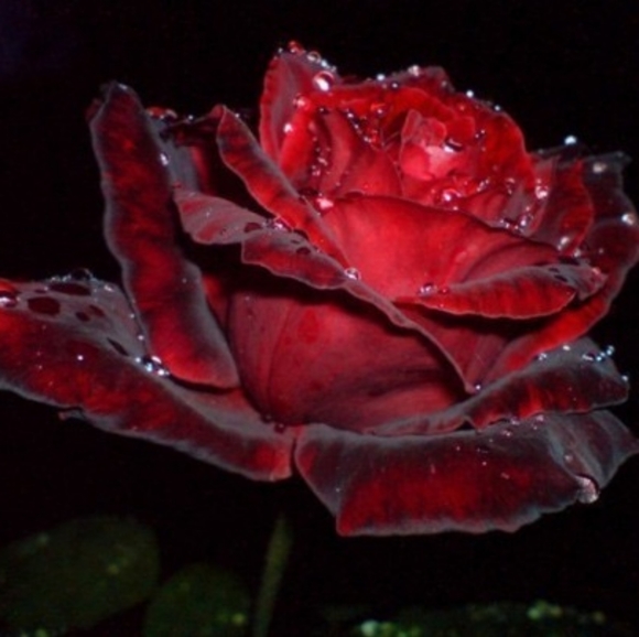 rosegardenshop